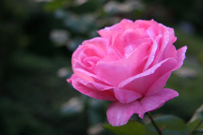 Peach Pink Rose