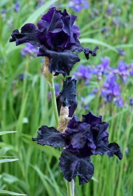 Black Iris Blossoms