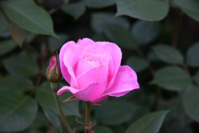 Pink Bud Rose