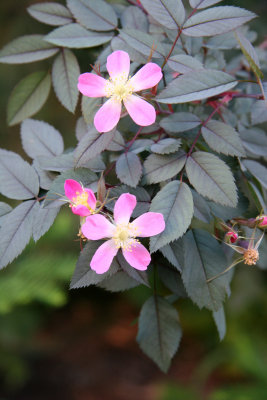 Glauca Roses