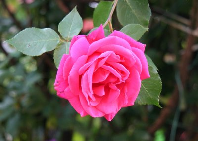 Pink Rose