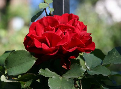 Red Rose