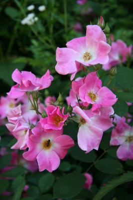 Pink Roses