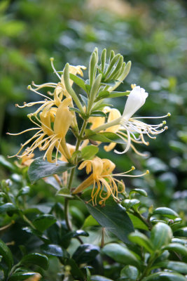 Honeysuckle Blossoms