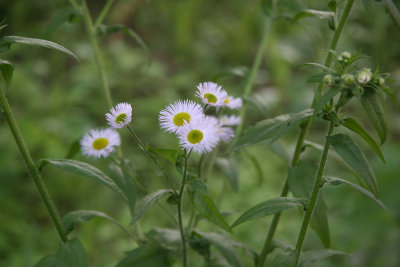 Camomile Asters
