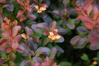 Barberry Bush Blossoms