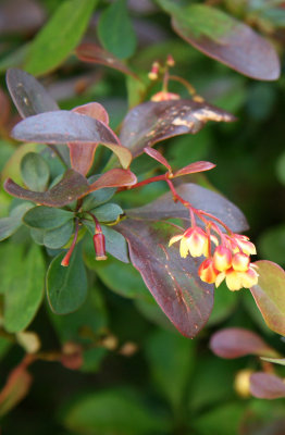 Barberry Bush Blossoms