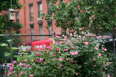 Garden View - Roses