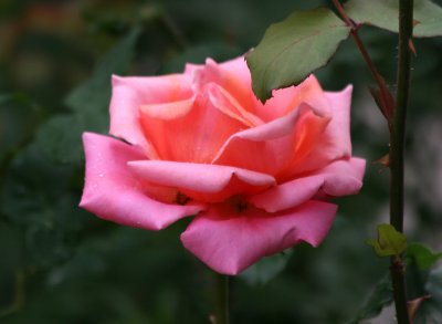 Chicago Peace Rose