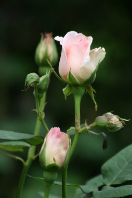 Roses