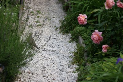 Garden Path