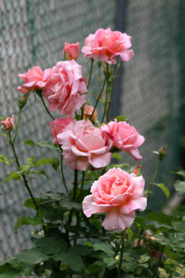 Roses