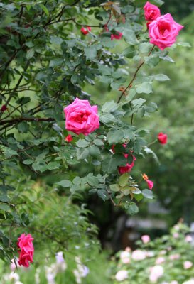 Roses