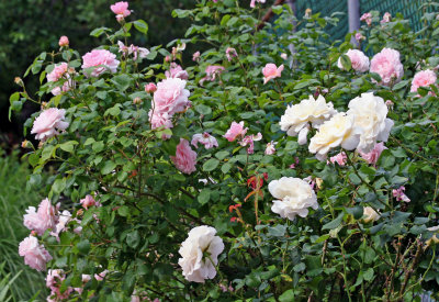 Roses