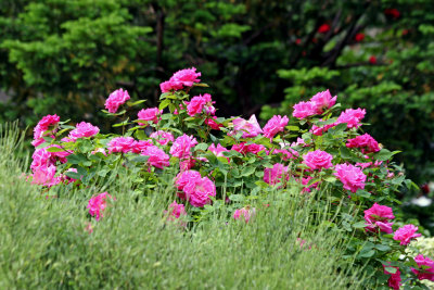 Zephrine Rose Bush