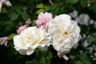 Roses