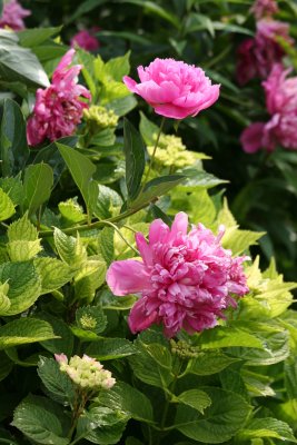 Peonies