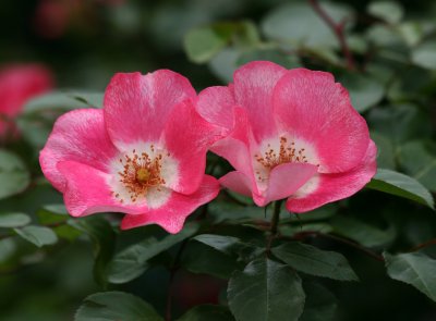 Roses