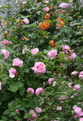 Roses