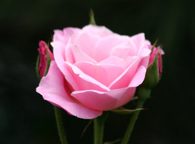 Pink Rose