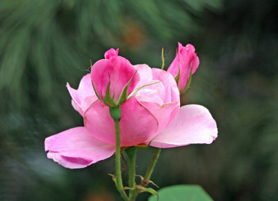 Pink Roses