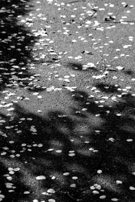 Mock Orange Blossoms on Garden Path