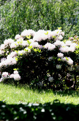 Rhododendron