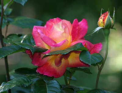 Love & Peace Roses