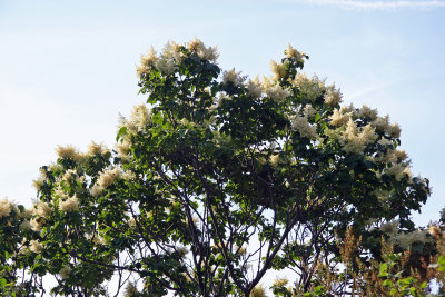 Fringe Tree in Bloom