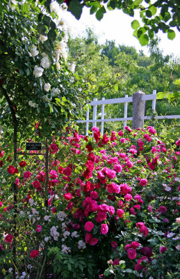 Rose Garden