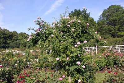 Rose Garden