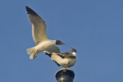 fighting gulls.jpg