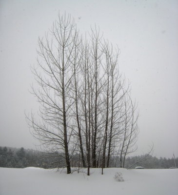 West Lebanon trees