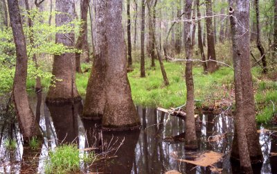 Congaree National Park, SC