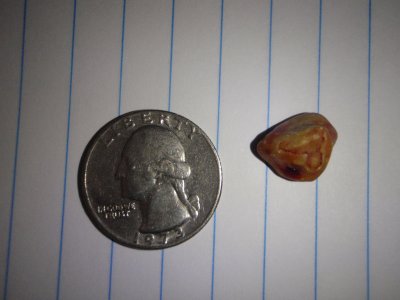 Pancho's bladder stone.JPG