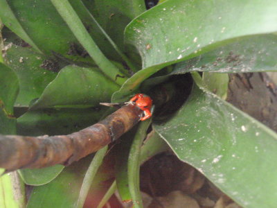 monteverde