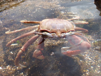 Mr. crab