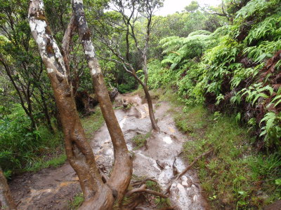 Alakai swamp trail