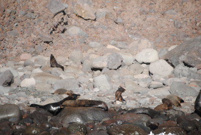 DSC_2658.JPG