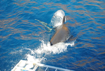 DSC_2823.JPG