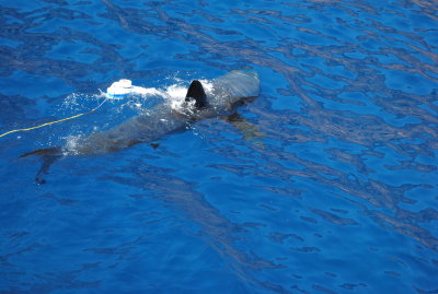 DSC_2927.JPG