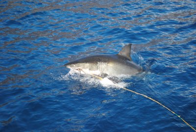 DSC_3129.JPG