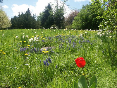 Ottawa Flowers
