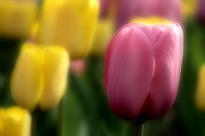 Ottawa Flowers