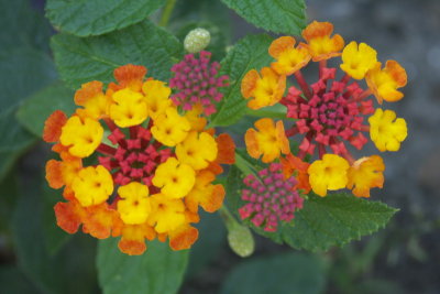 Ottawa Flowers
