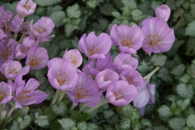 Ottawa Flowers