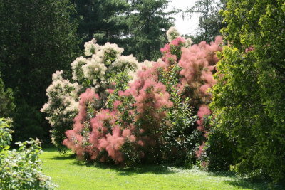 Ottawa Flowers