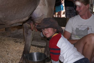 Milking the cow.
