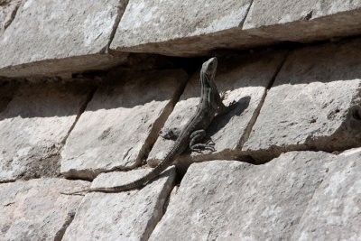 Chichen Itza - a lizard.