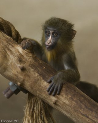 Mandrills